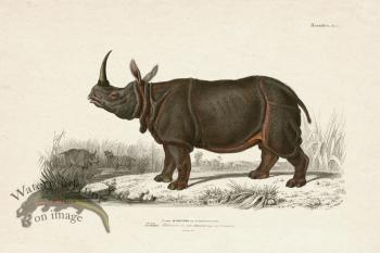 FNH 08 Rhinoceros